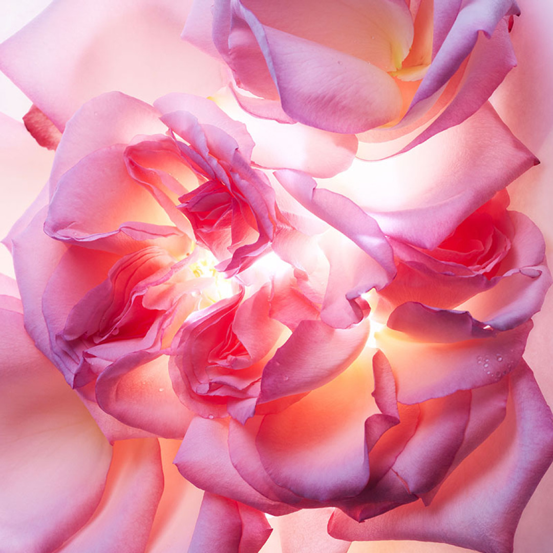 BVLGARI ALLEGRA MAGNIFYING ROSE ESSENCE EAU DE PARFUM  3