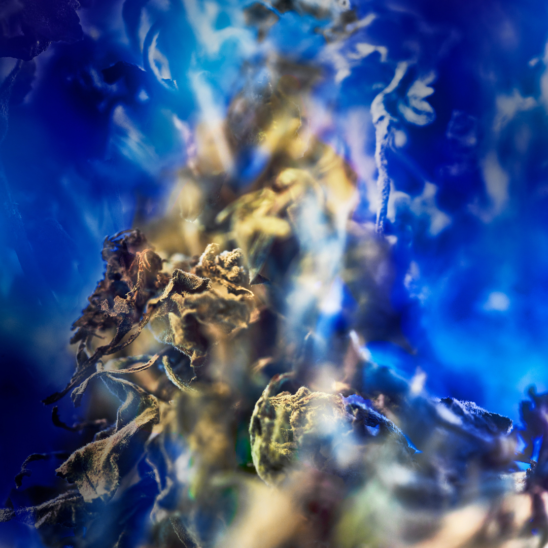 BVLGARI LE GEMME GYAN EAU DE PARFUM 1