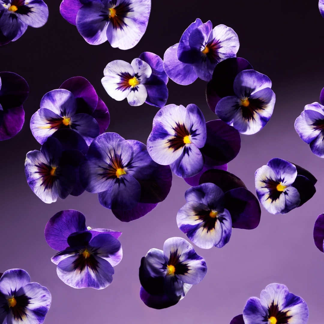 SMOOTH VIOLET HAND WASH 2