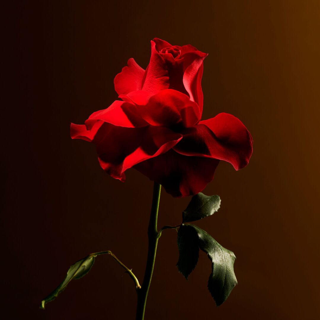 IMPERIAL ROSE CANDLE 3