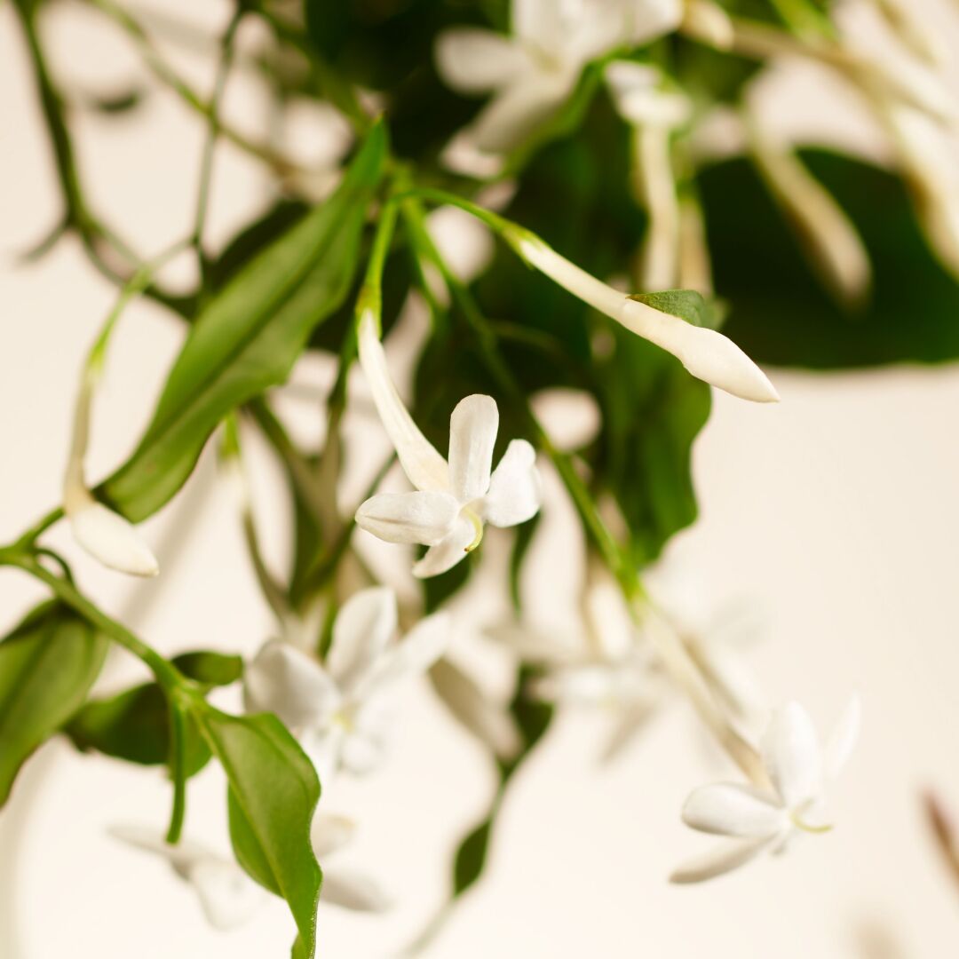 PRIVATE COLLECTION SWEET JASMINE FRAGRANCE STICKS 3