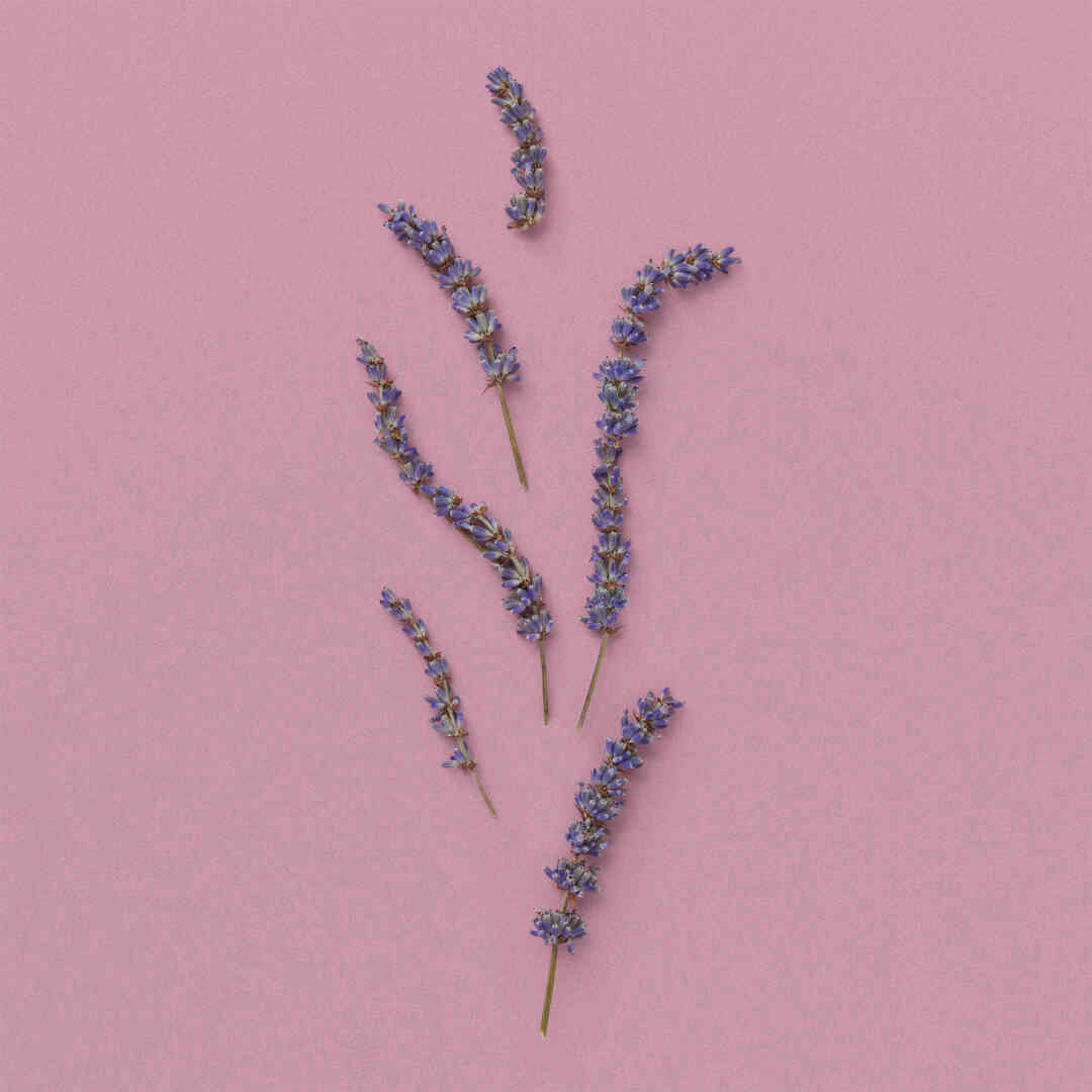 THE ALCHEMIST'S GARDEN MOONLIGHT SERENADE ACQUA PROFUMATA EAU DE TOILETTE 4