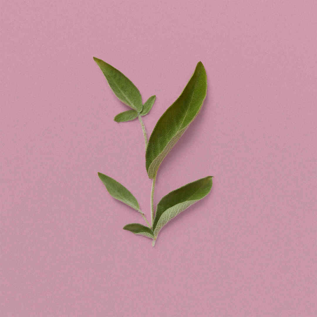 THE ALCHEMIST'S GARDEN MOONLIGHT SERENADE ACQUA PROFUMATA EAU DE TOILETTE 5