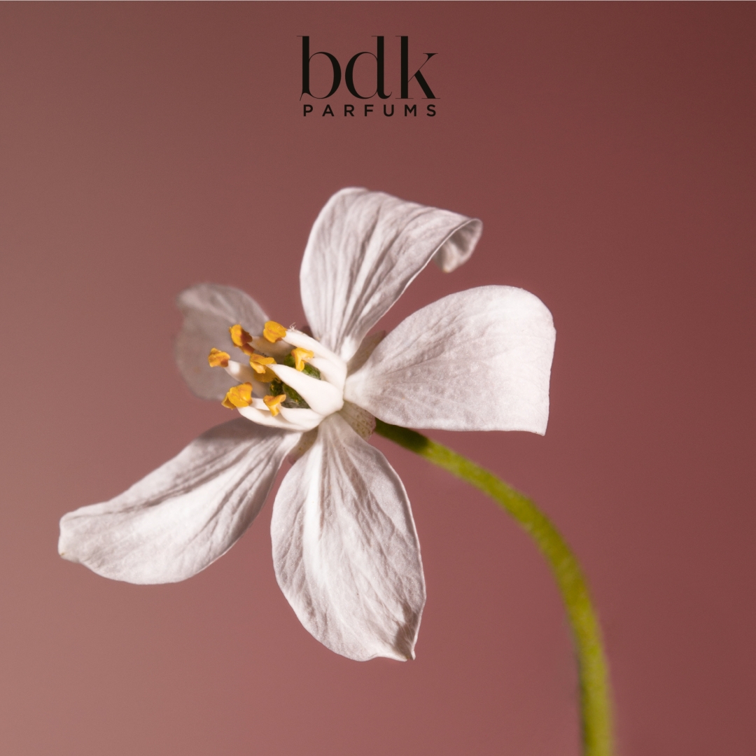 VELVET TONKA EAU DE PARFUM 4