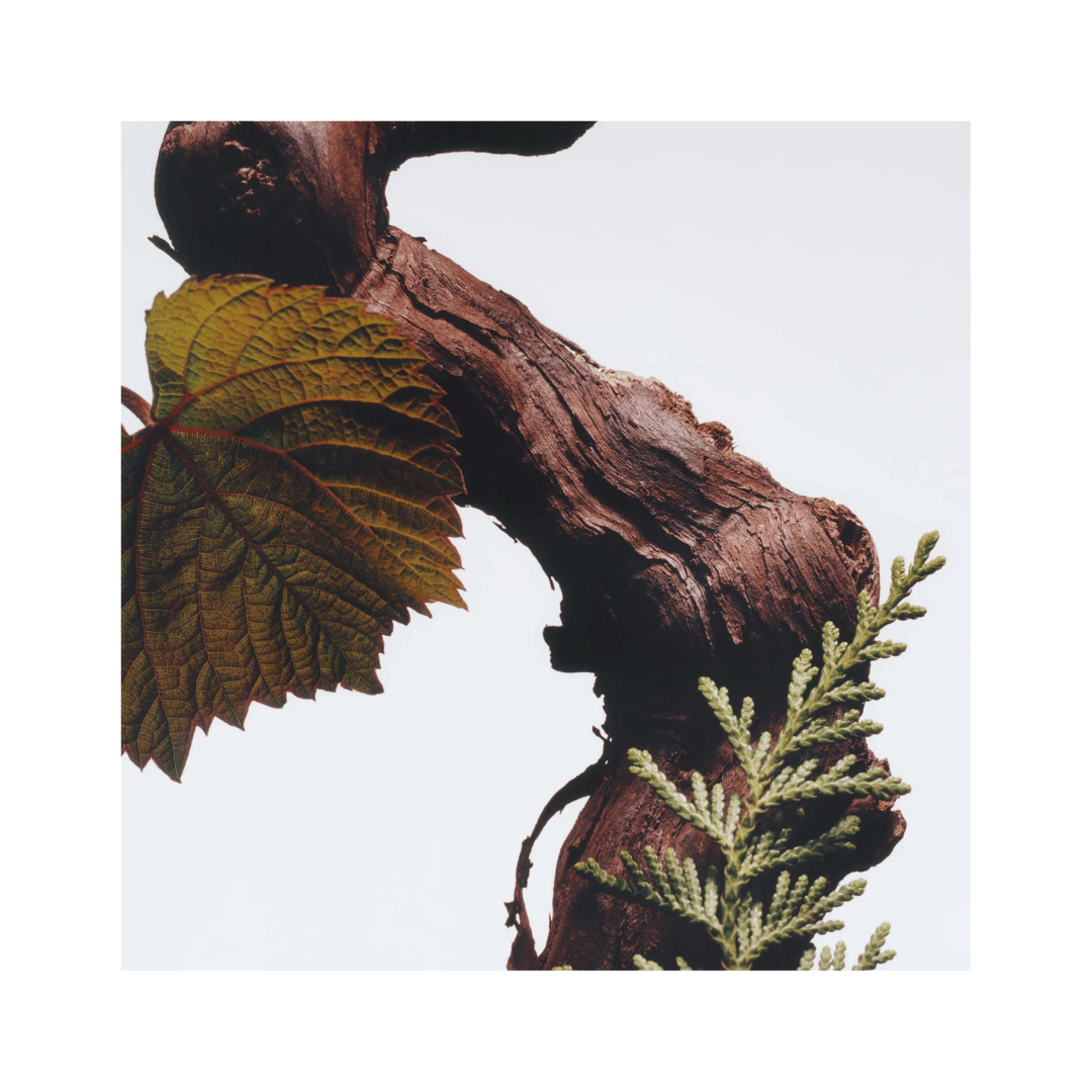 CYPRESS & GRAPEVINE SIGNATURE DUO 1