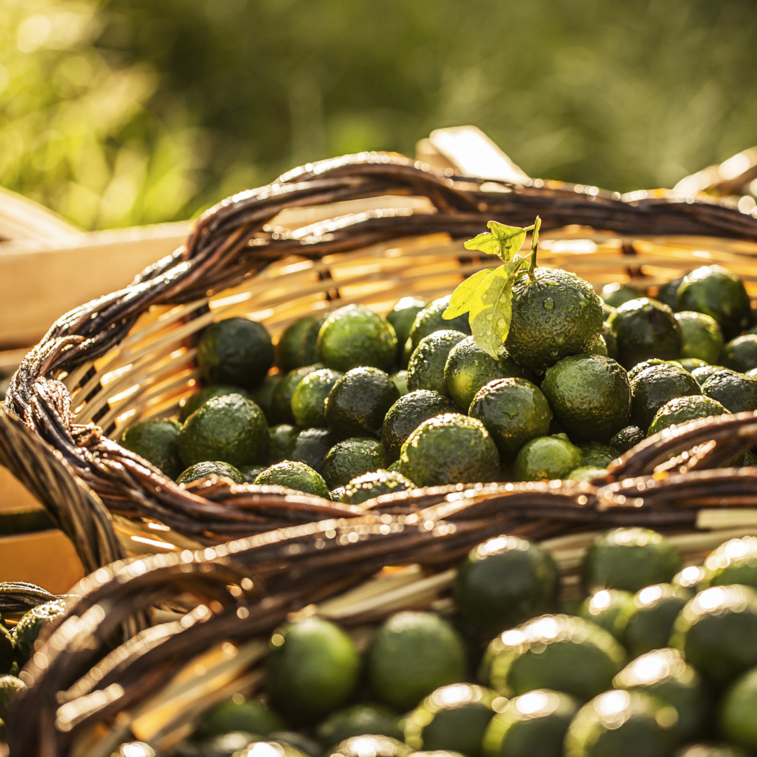 MANDARINO DI SICILIA 7
