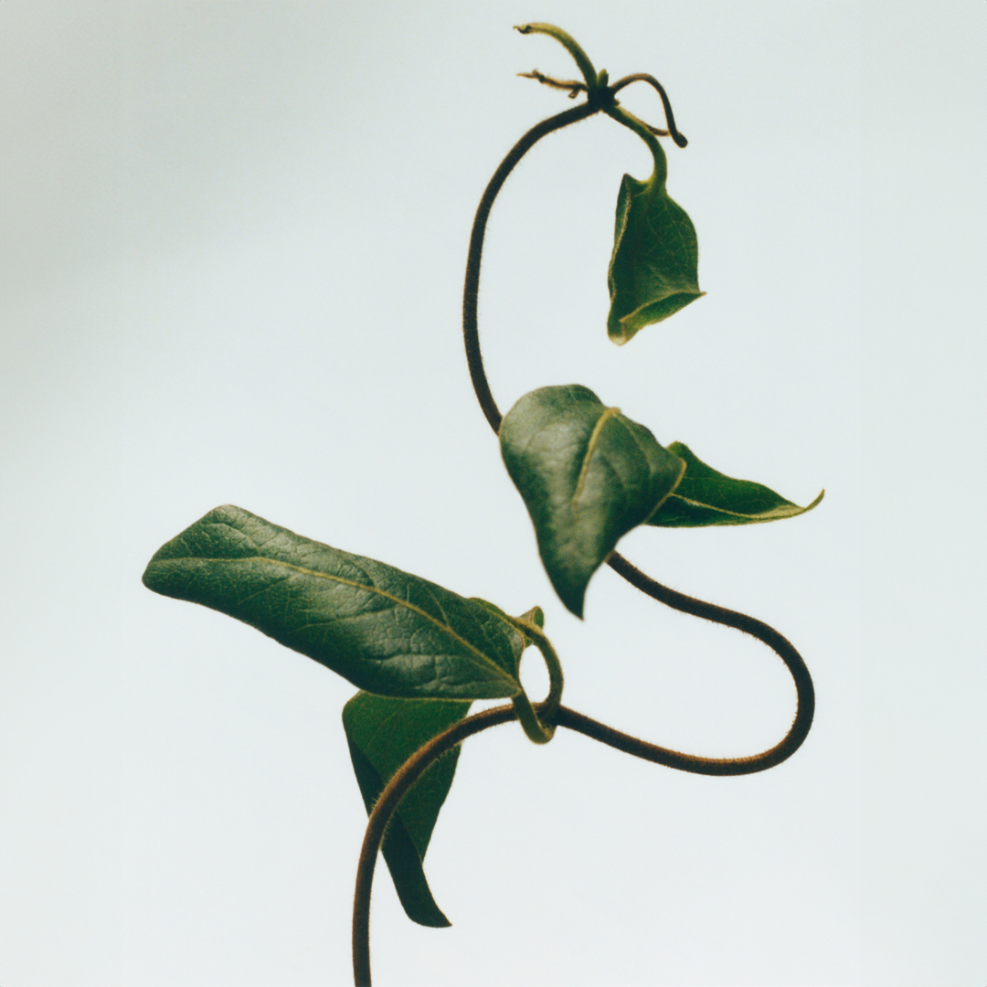 HONEYSUCKLE WAX CANDLEHOLDER 2