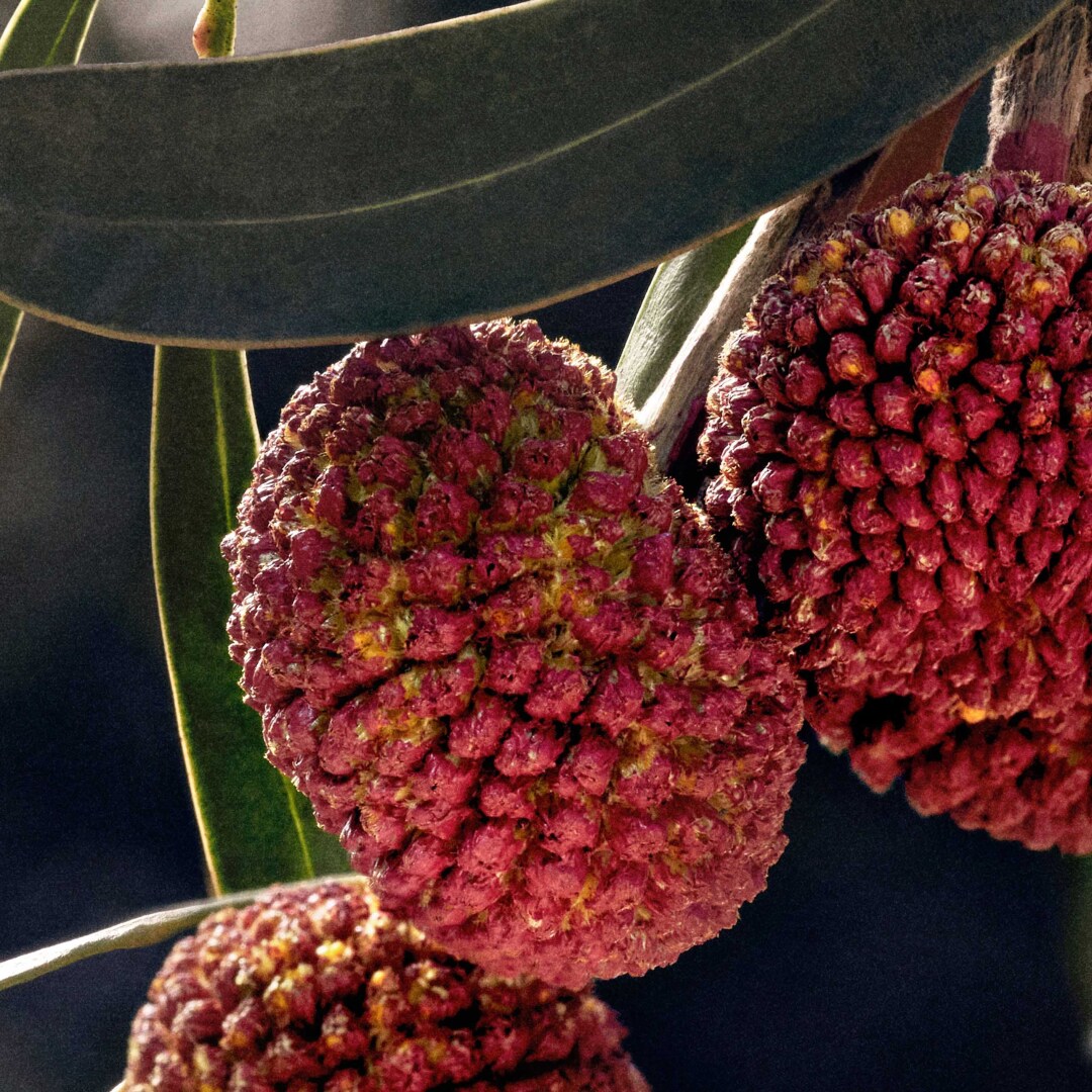 CHLOÉ EAU DE PARFUM  9