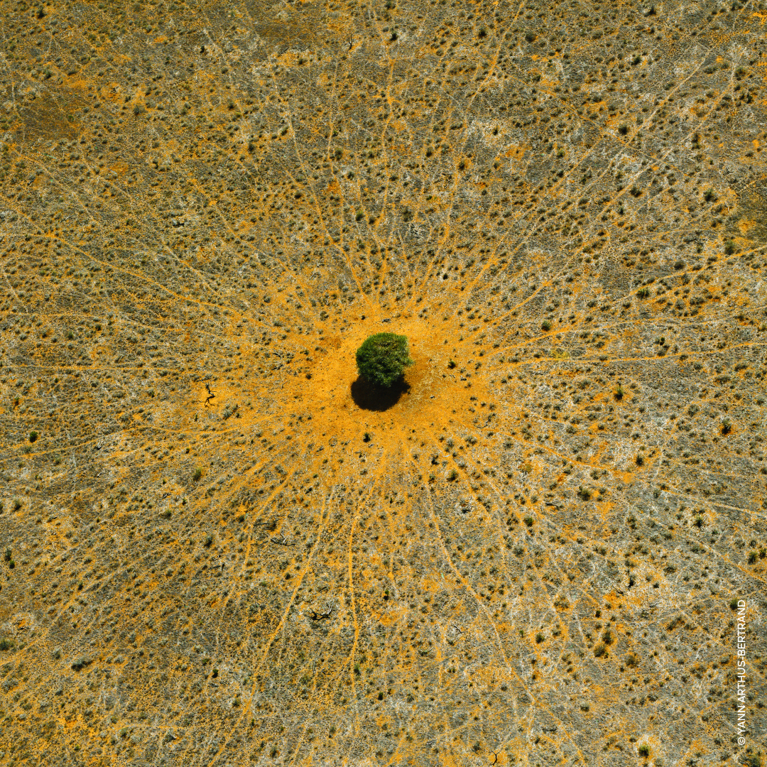 AQUA ALLEGORIA MANDARINE BASILIC  EAU DE TOILETTE  5