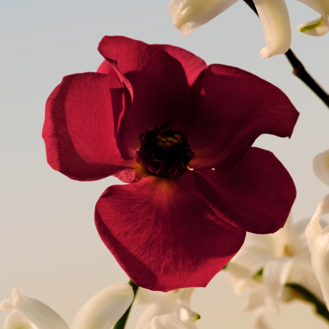 CHLOÉ LE PARFUM FOR WOMEN REFILL 5