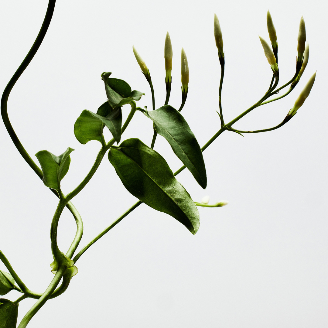 LOEWE 001 WOMAN EAU DE PARFUM 2