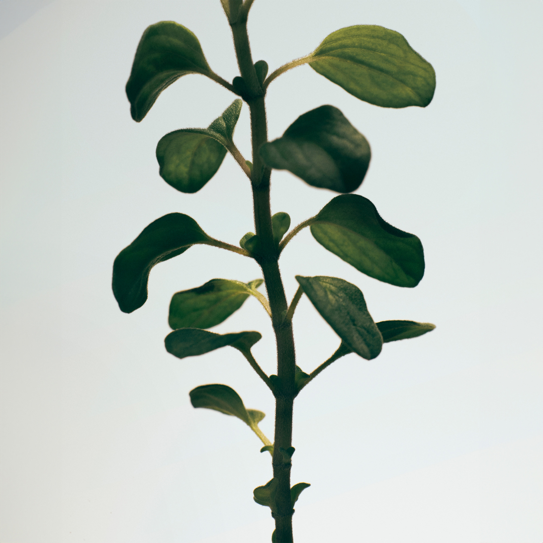 OREGANO LARGE SOLID SOAP 2