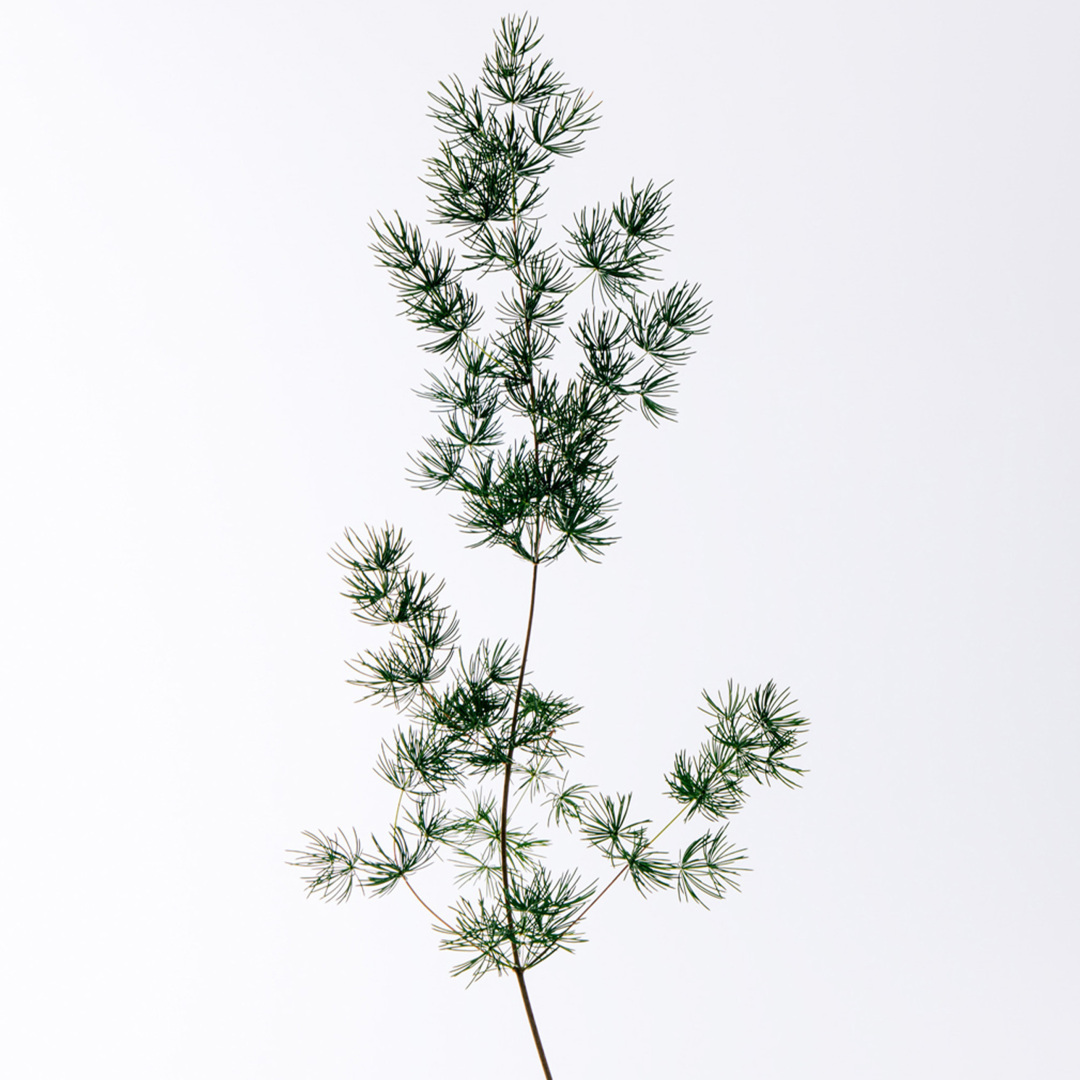 LOEWE SOLO CEDRO EAU DE TOILETTE 2