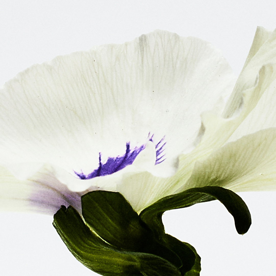 LOEWE AGUA DROP EAU DE PARFUM 2