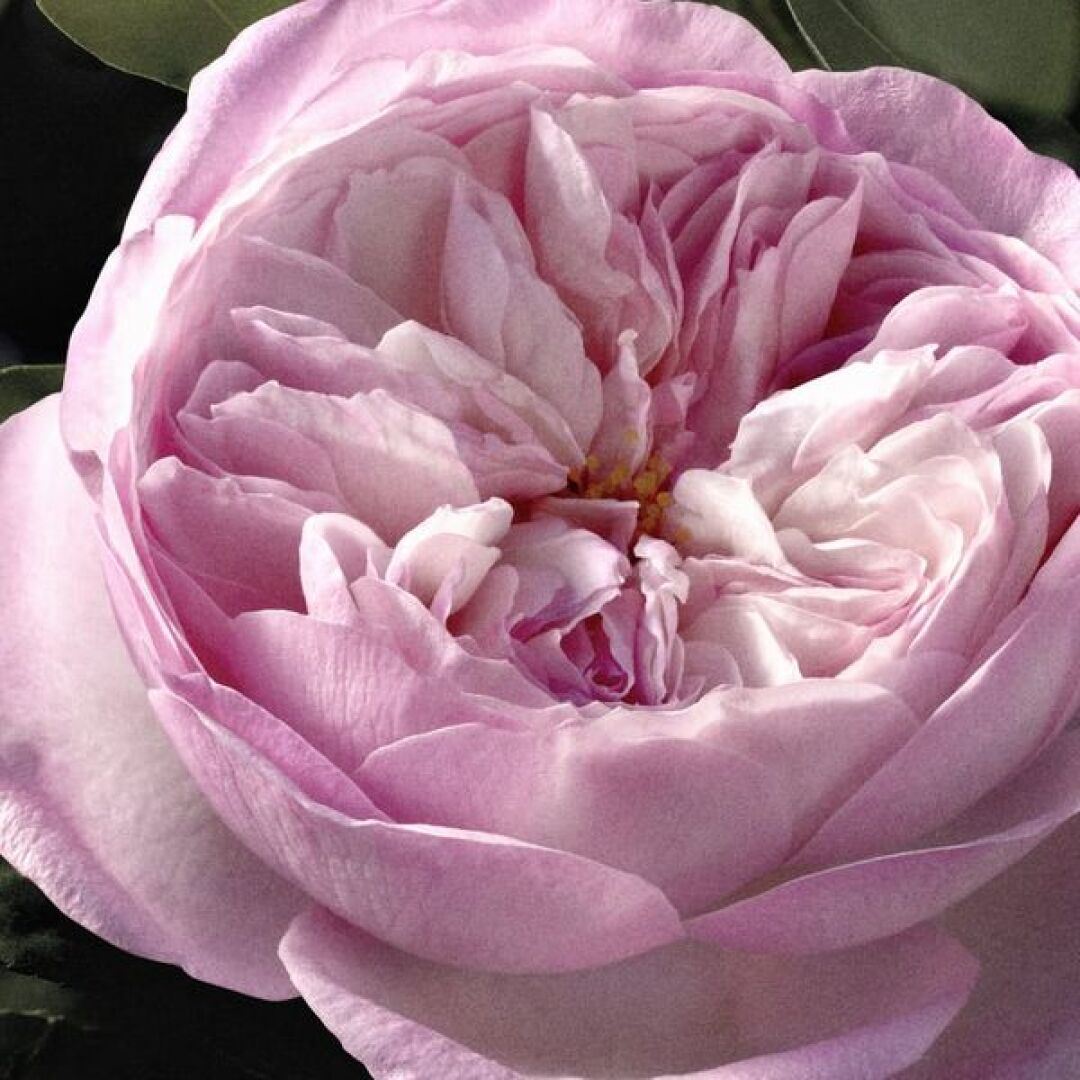 SIGNATURE ROSE NATURELLE INTENSE EAU DE PARFUM REFILLABLE 3
