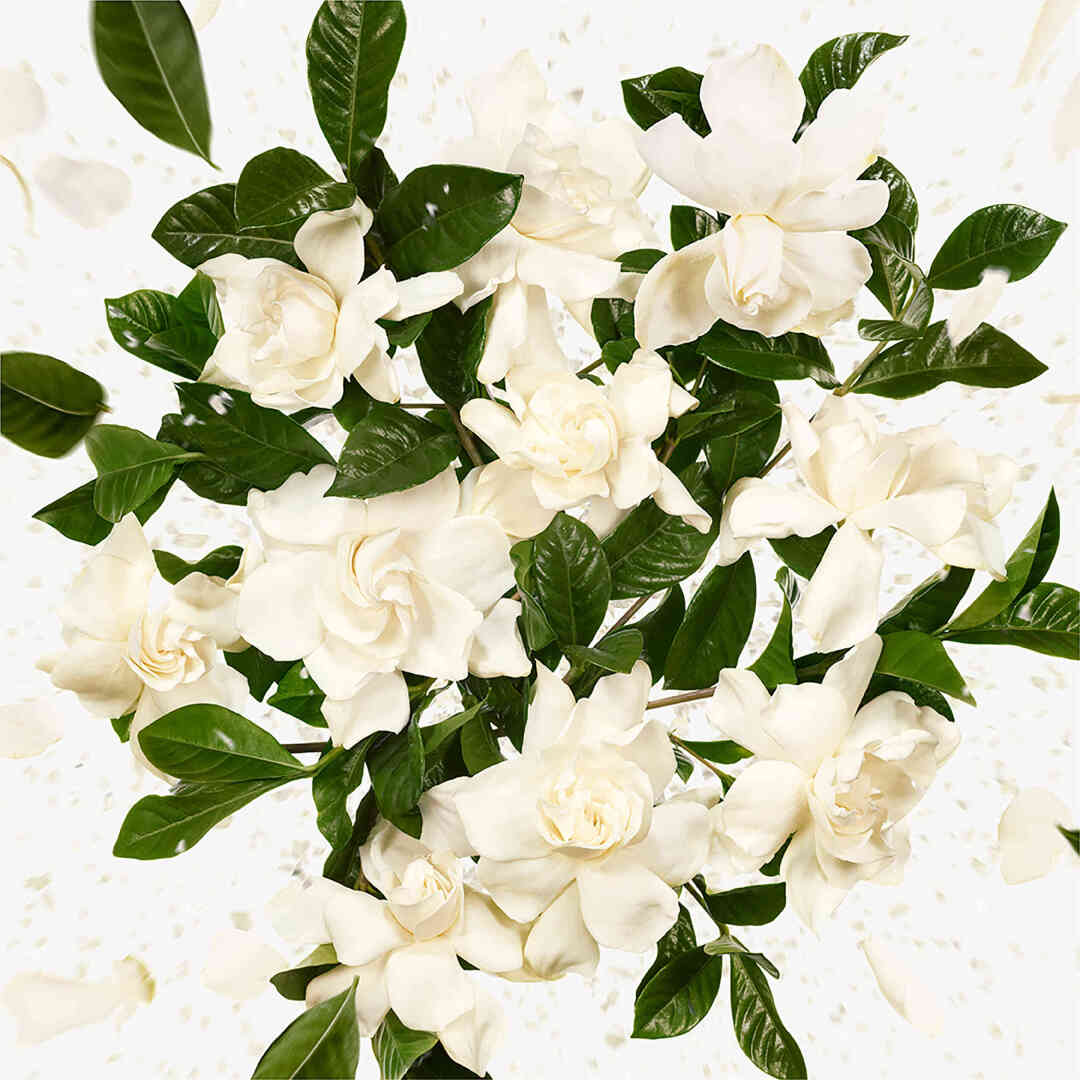 FLORA GORGEOUS GARDENIA EAU DE PARFUM 9