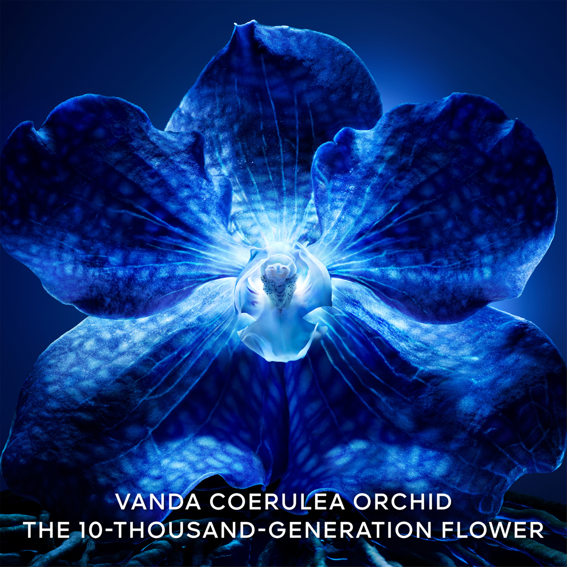 ORCHIDÉE IMPÉRIALE THE LONGEVITY RICH CREAM 4