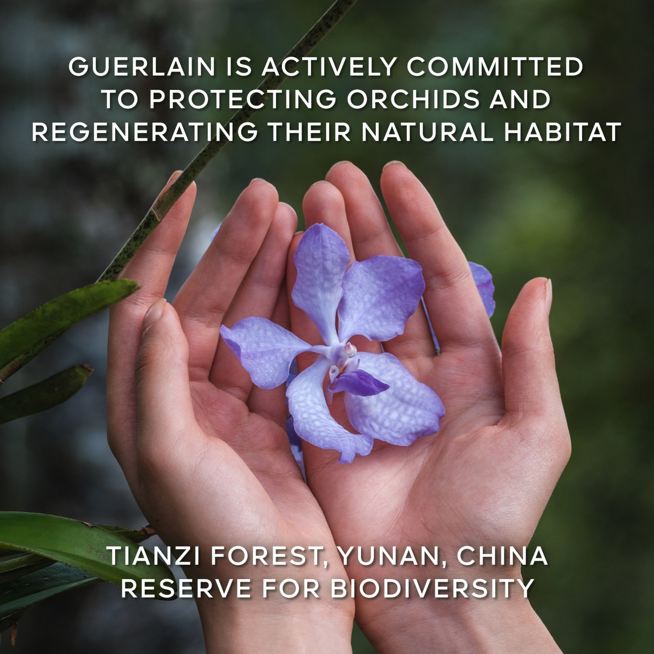 ORCHIDÉE IMPÉRIALE  THE LONGEVITY RICH CREAM - THE REFILL 8