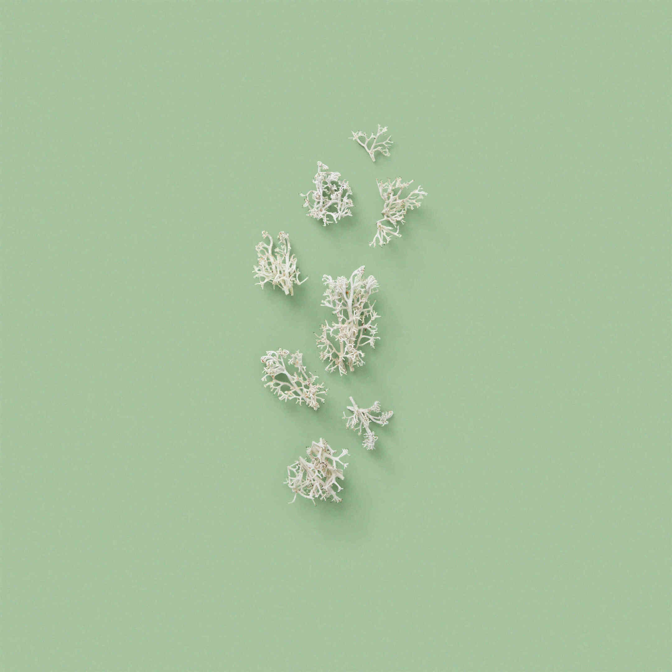 THE ALCHEMIST'S GARDEN 1921 EAU DE PARFUM 3