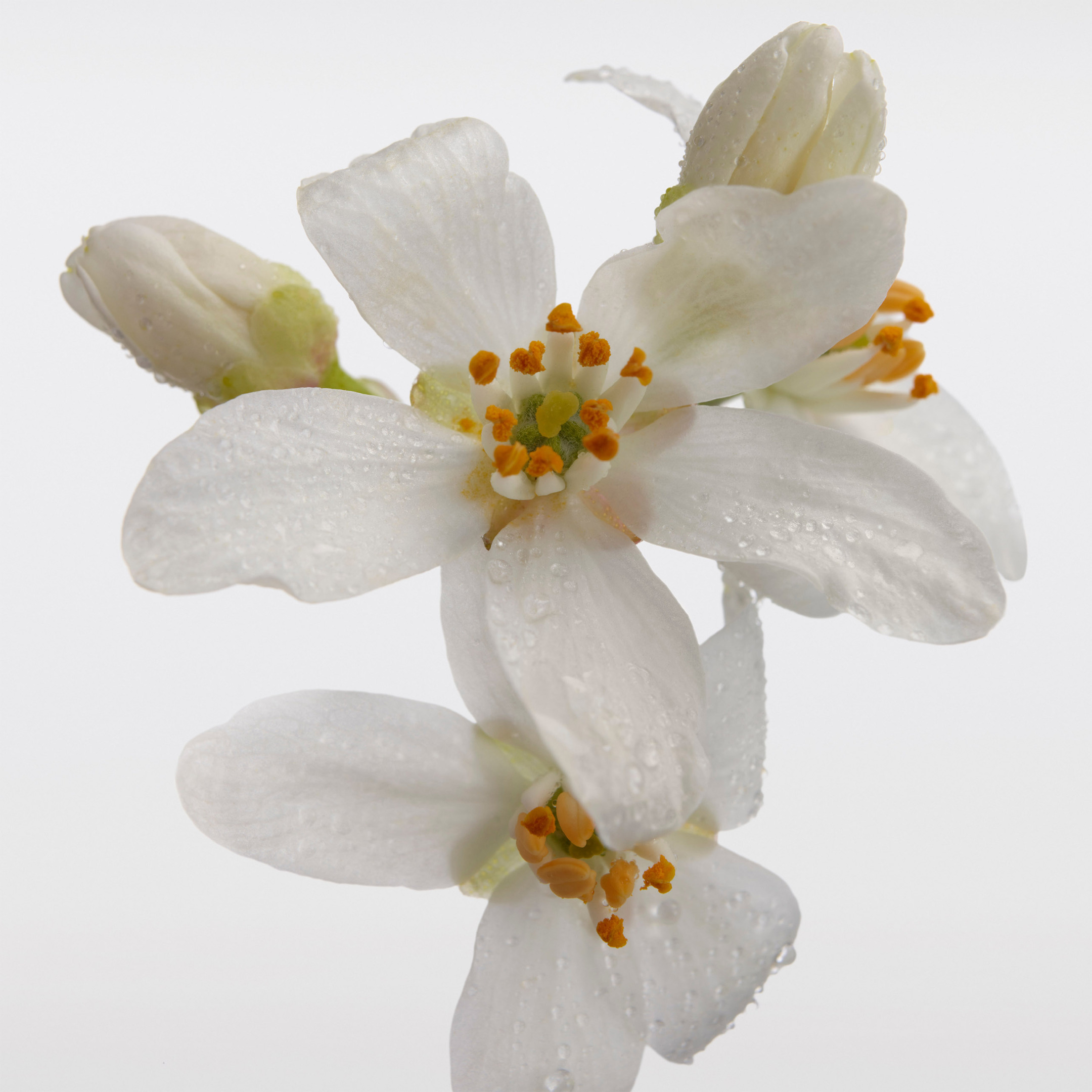 BURBERRY HER EAU DE PARFUM INTENSE 5