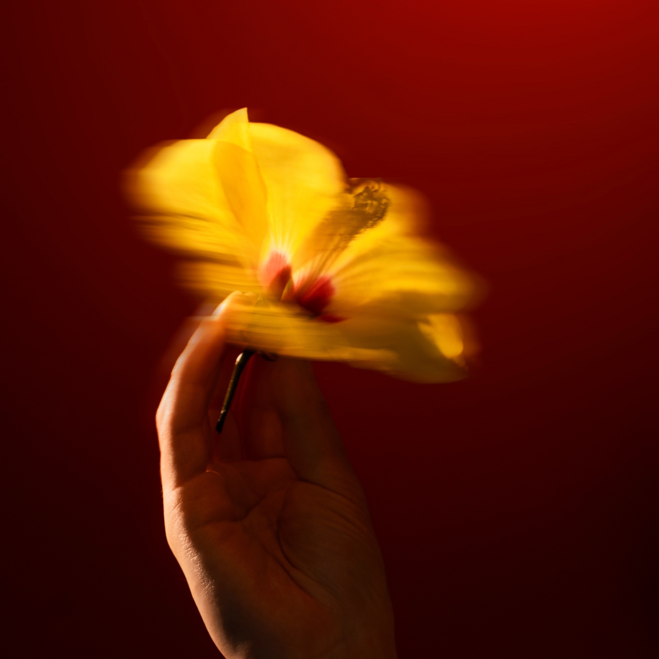 HIBISCUS MAHAJAD CANDLE 2