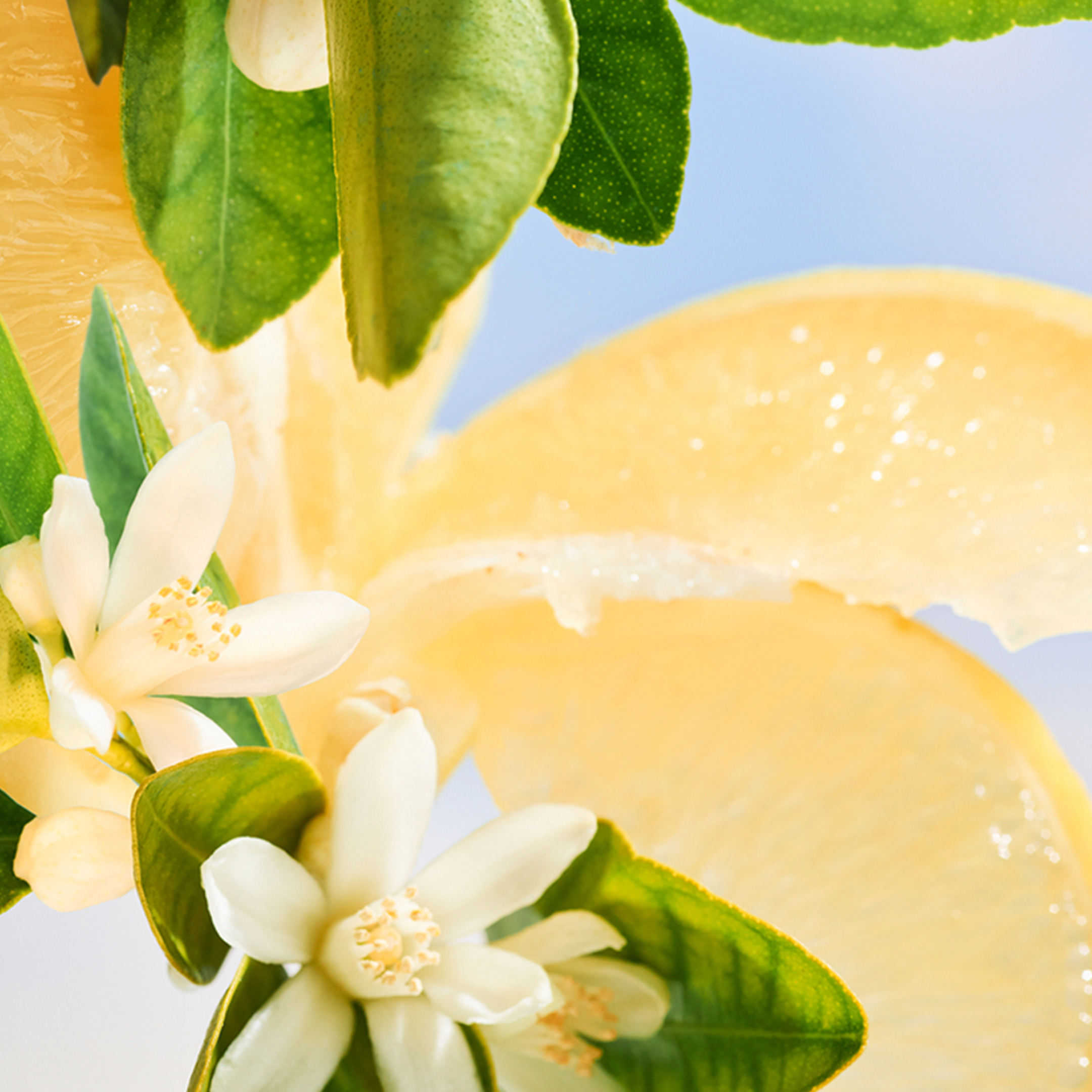 BVLGARI ALLEGRA RIVA SOLARE BODY LOTION 1