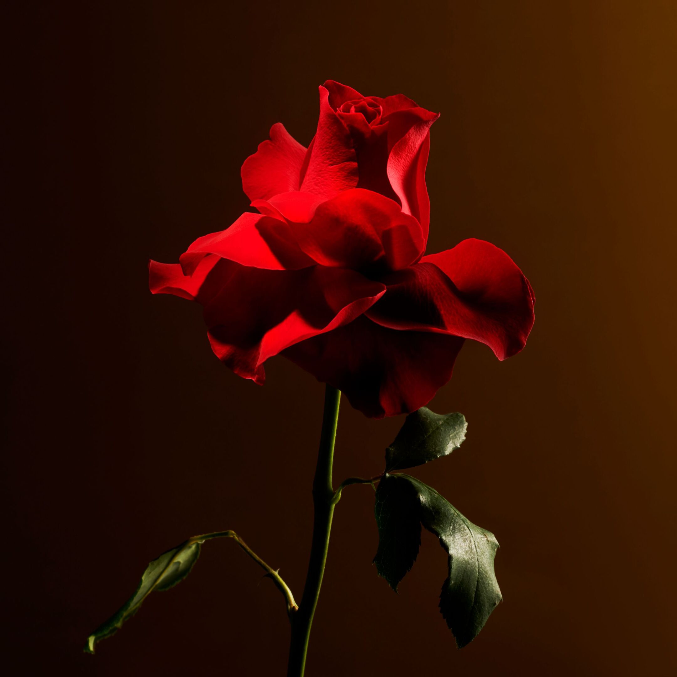 IMPERIAL ROSE CANDLE 3
