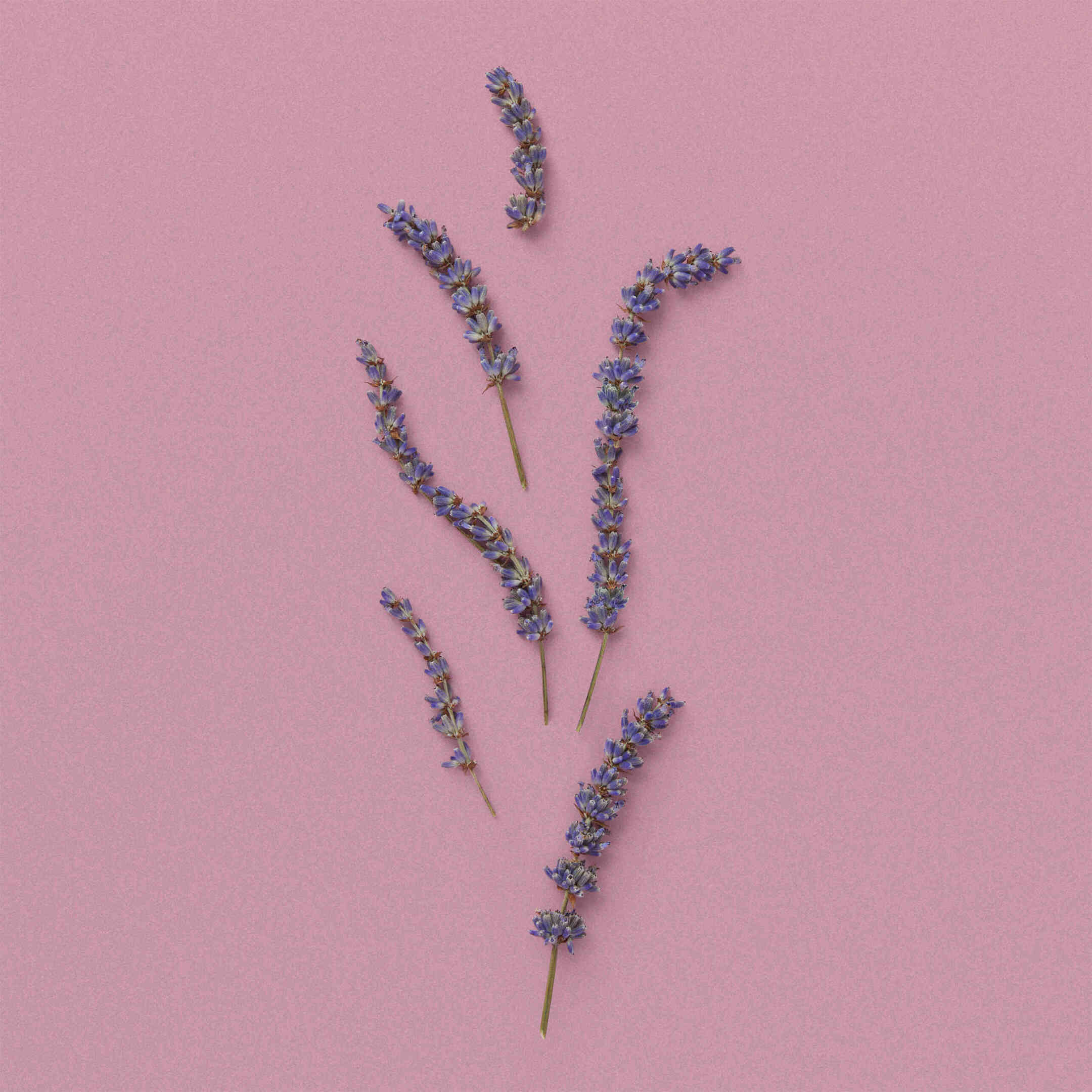 THE ALCHEMIST'S GARDEN MOONLIGHT SERENADE ACQUA PROFUMATA EAU DE TOILETTE 4