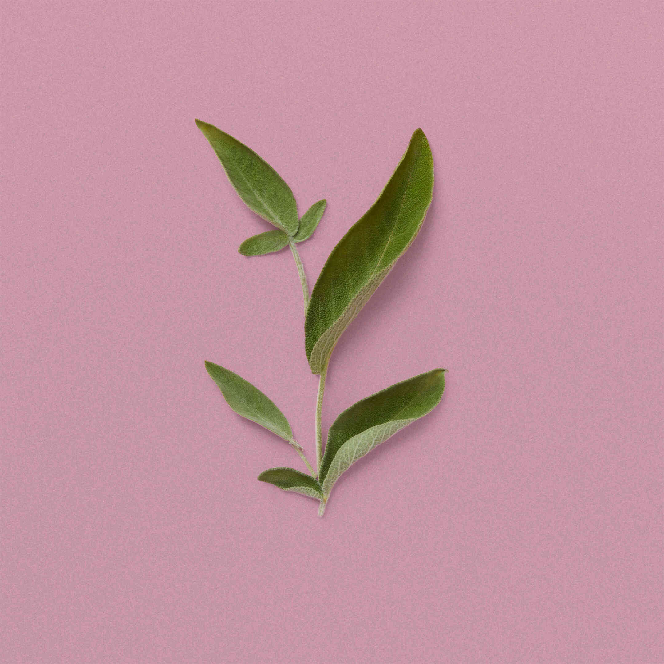 THE ALCHEMIST'S GARDEN MOONLIGHT SERENADE ACQUA PROFUMATA EAU DE TOILETTE 5