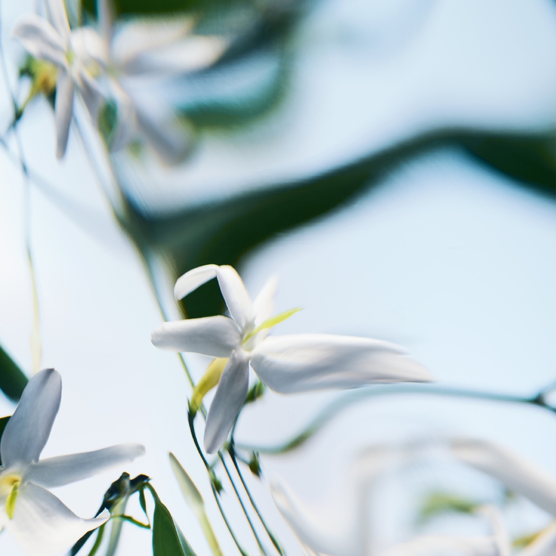 BLANCHE ABSOLU DE PARFUM 4