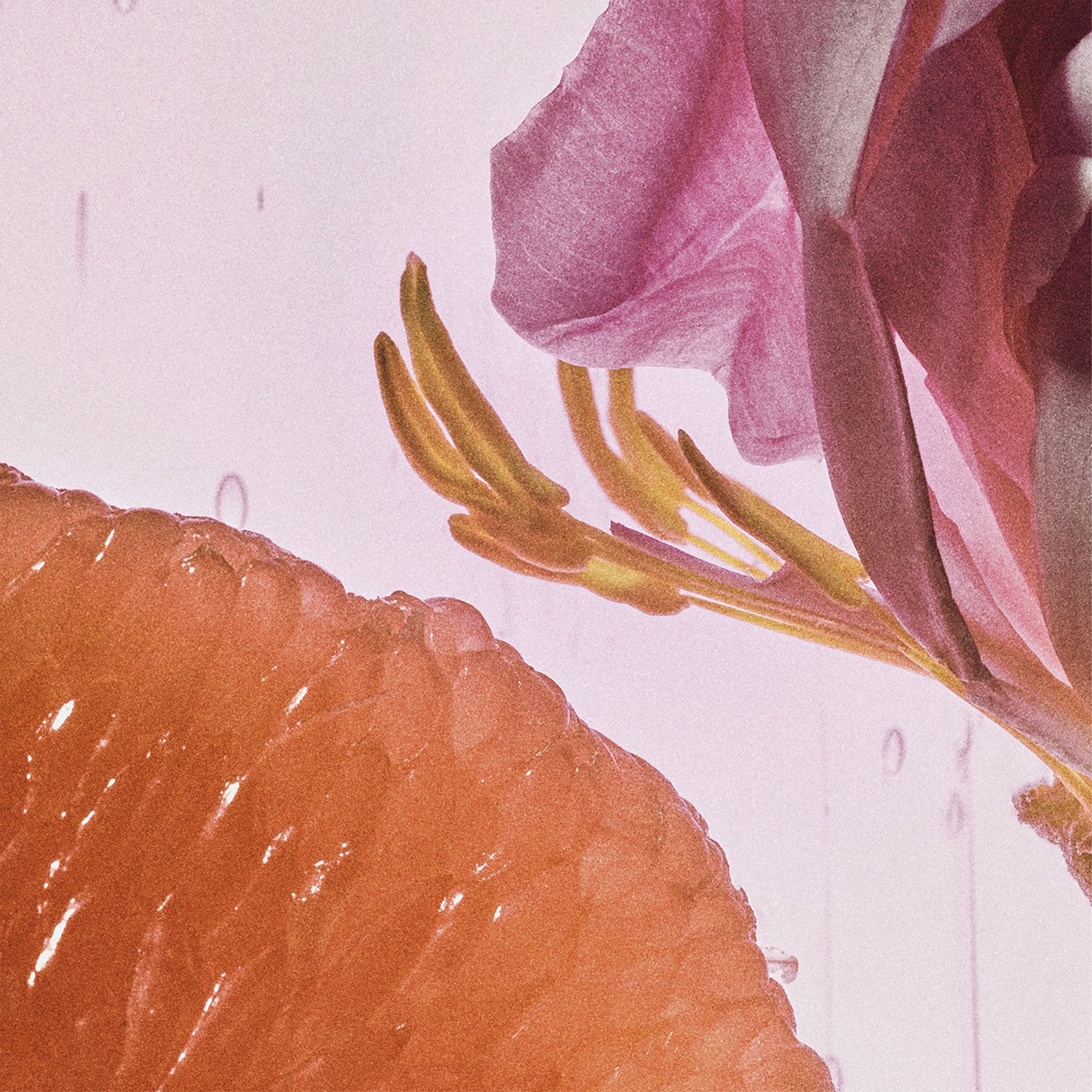 ROSETOPIA EAU DE PARFUM  2