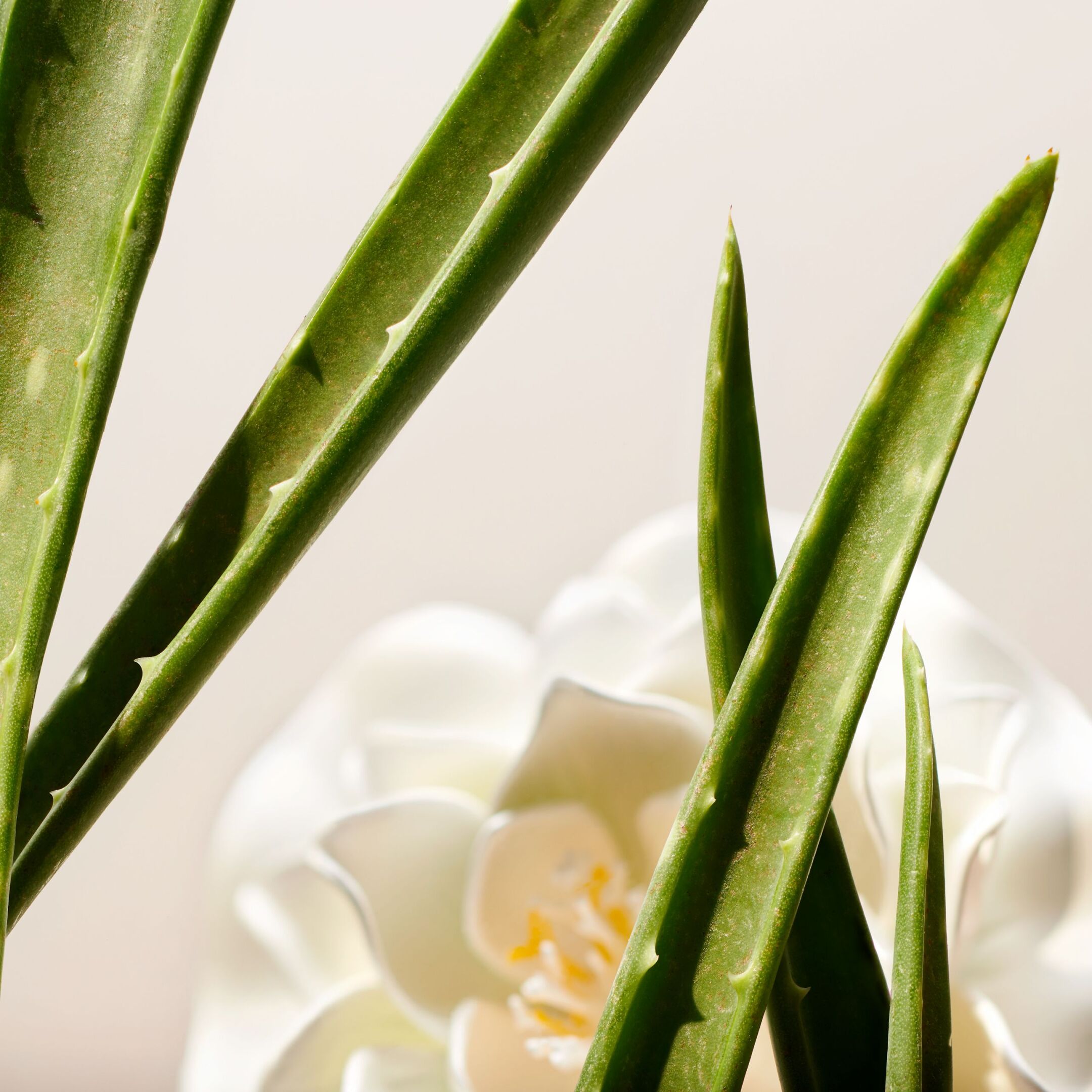 THE RITUAL OF NAMASTE CLARIFYING FACIAL TONER 1