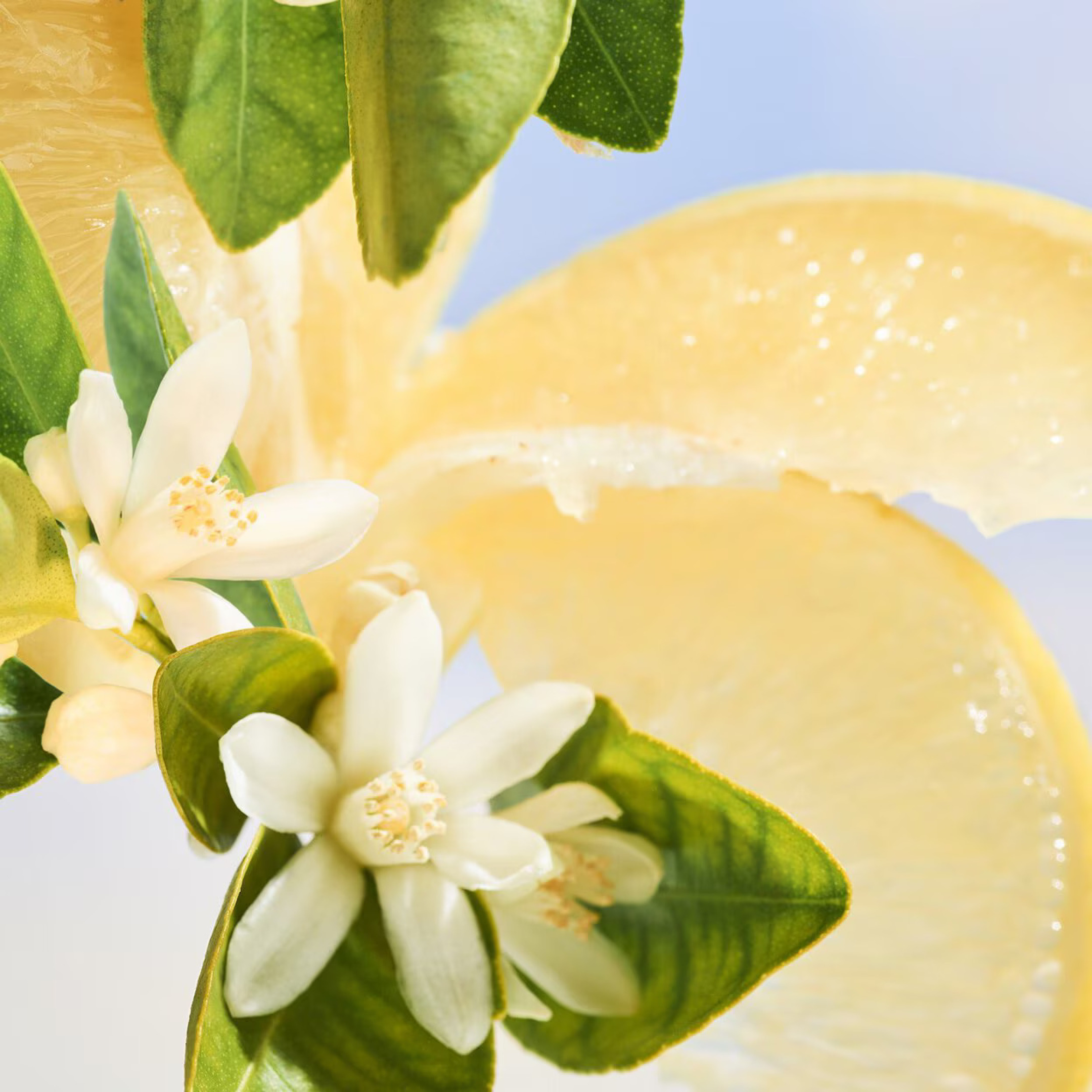 BVLGARI ALLEGRA RIVA SOLARE EAU DE PARFUM  2