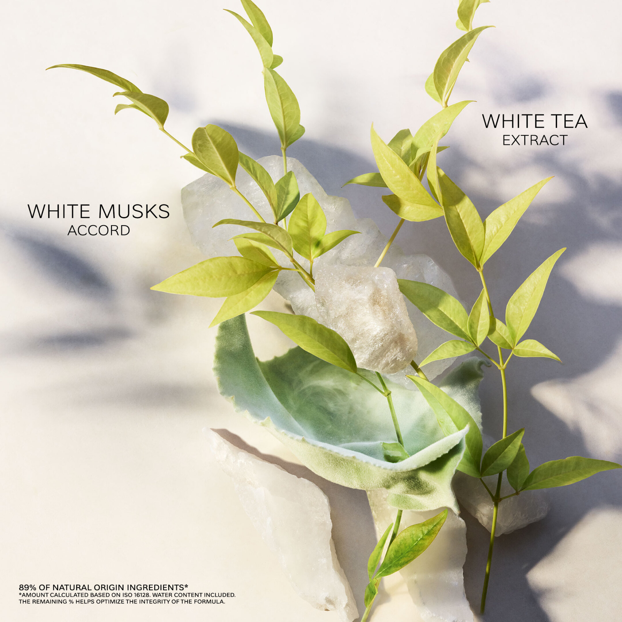 EAU PARFUMÉE THÉ BLANC EAU DE TOILETTE 3