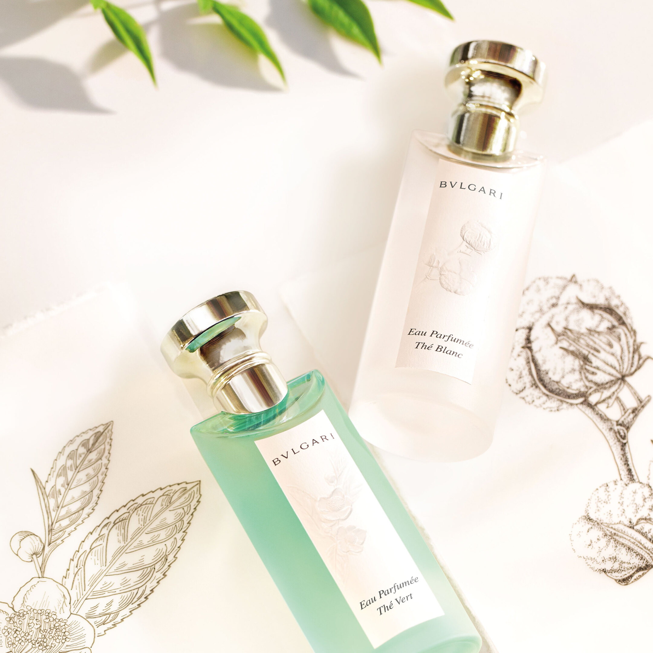 EAU PARFUMÉE THÉ BLANC EAU DE TOILETTE 6