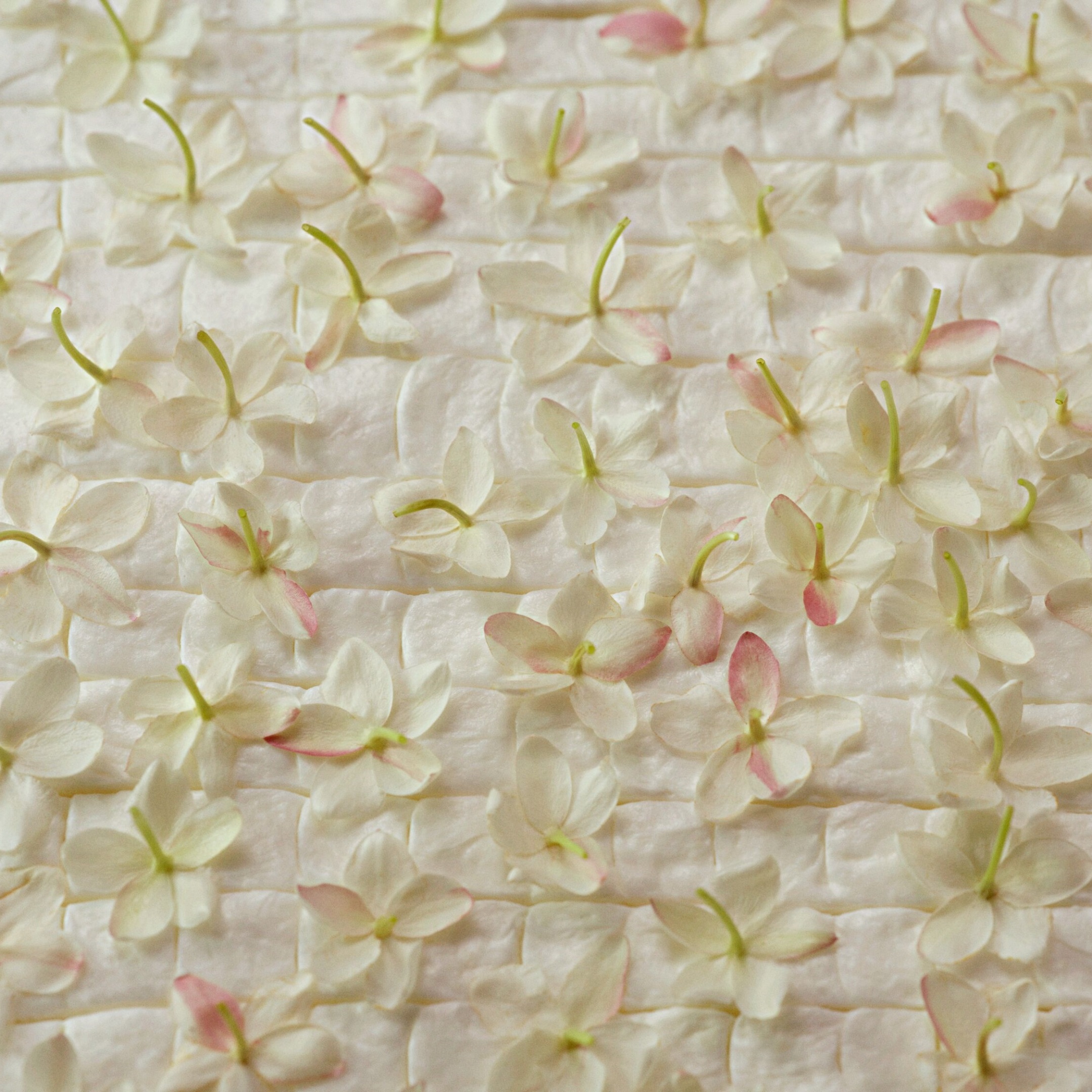 GELSOMINO A FREDDO EAU DE PARFUM 4