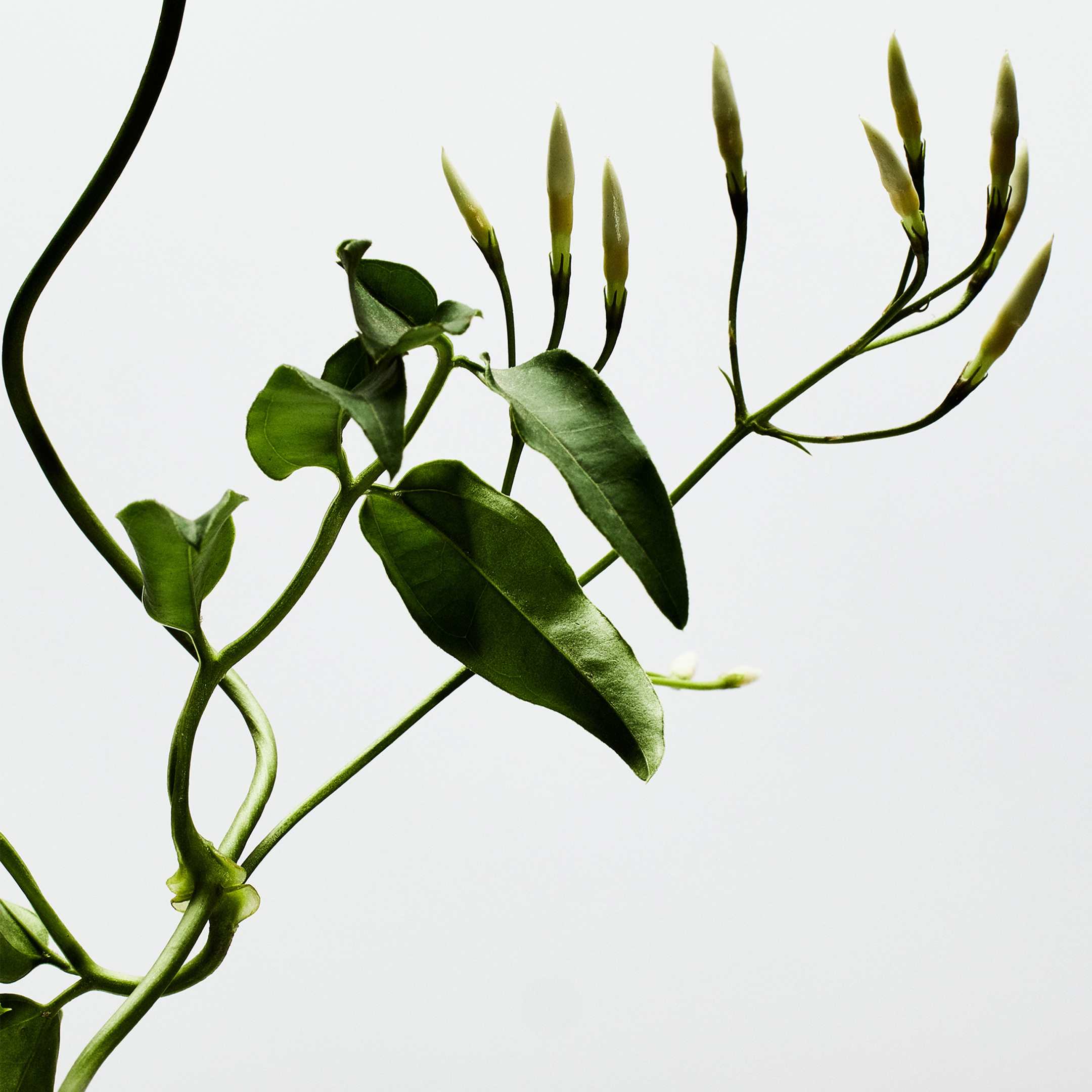 LOEWE 001 WOMAN EAU DE PARFUM 2