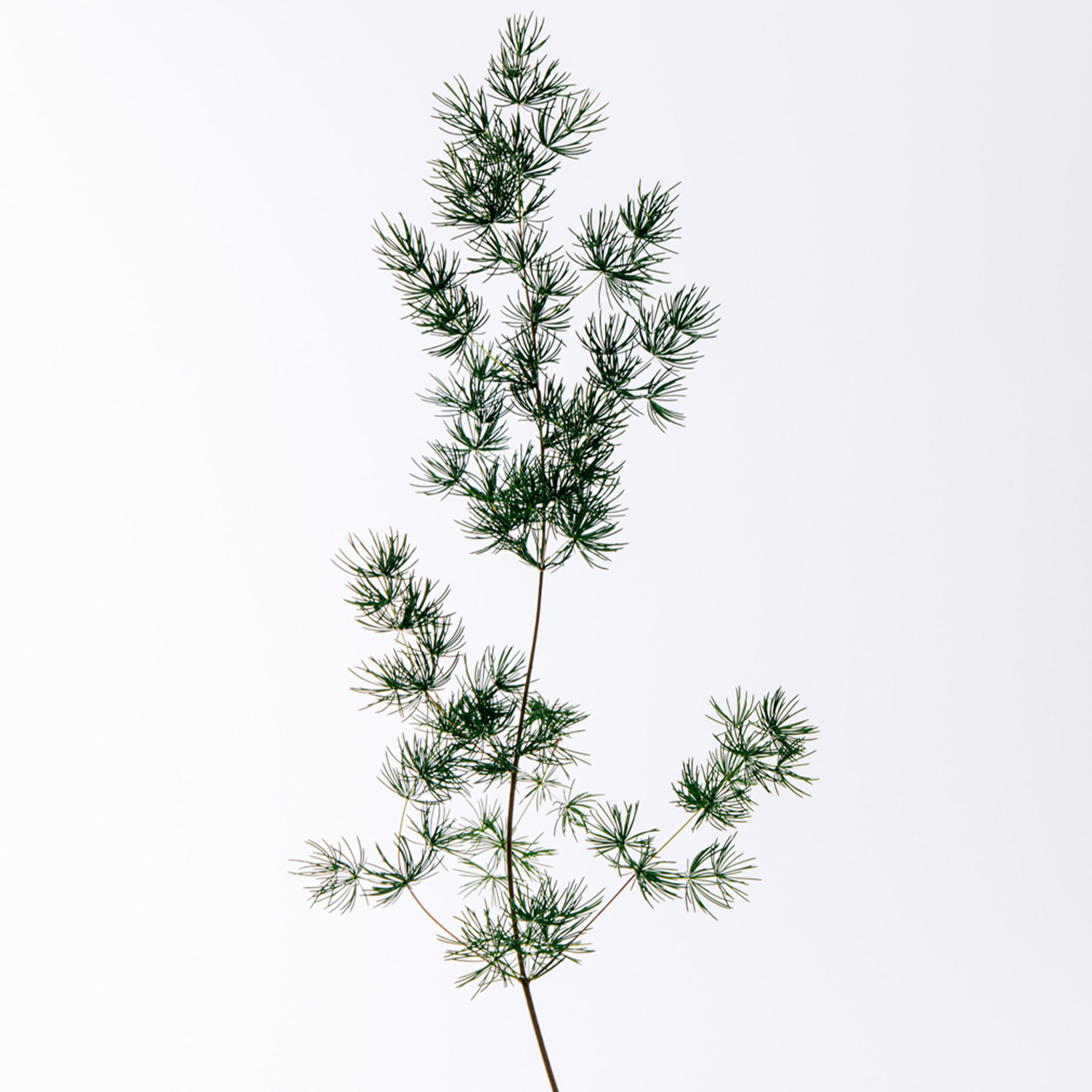 LOEWE SOLO CEDRO EAU DE TOILETTE 2