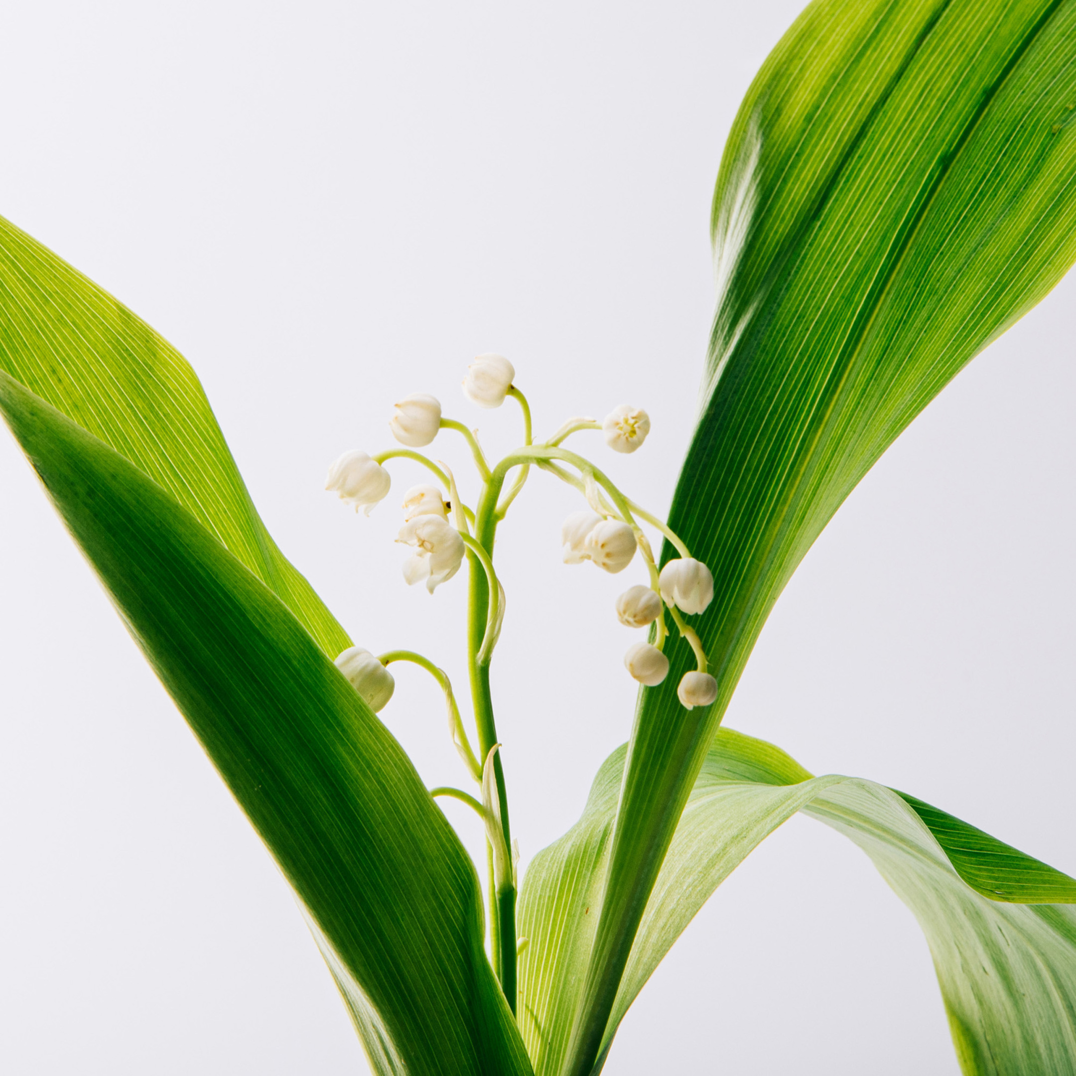 LOEWE UN PASEO POR MADRID OPERA EAU DE PARFUM 2