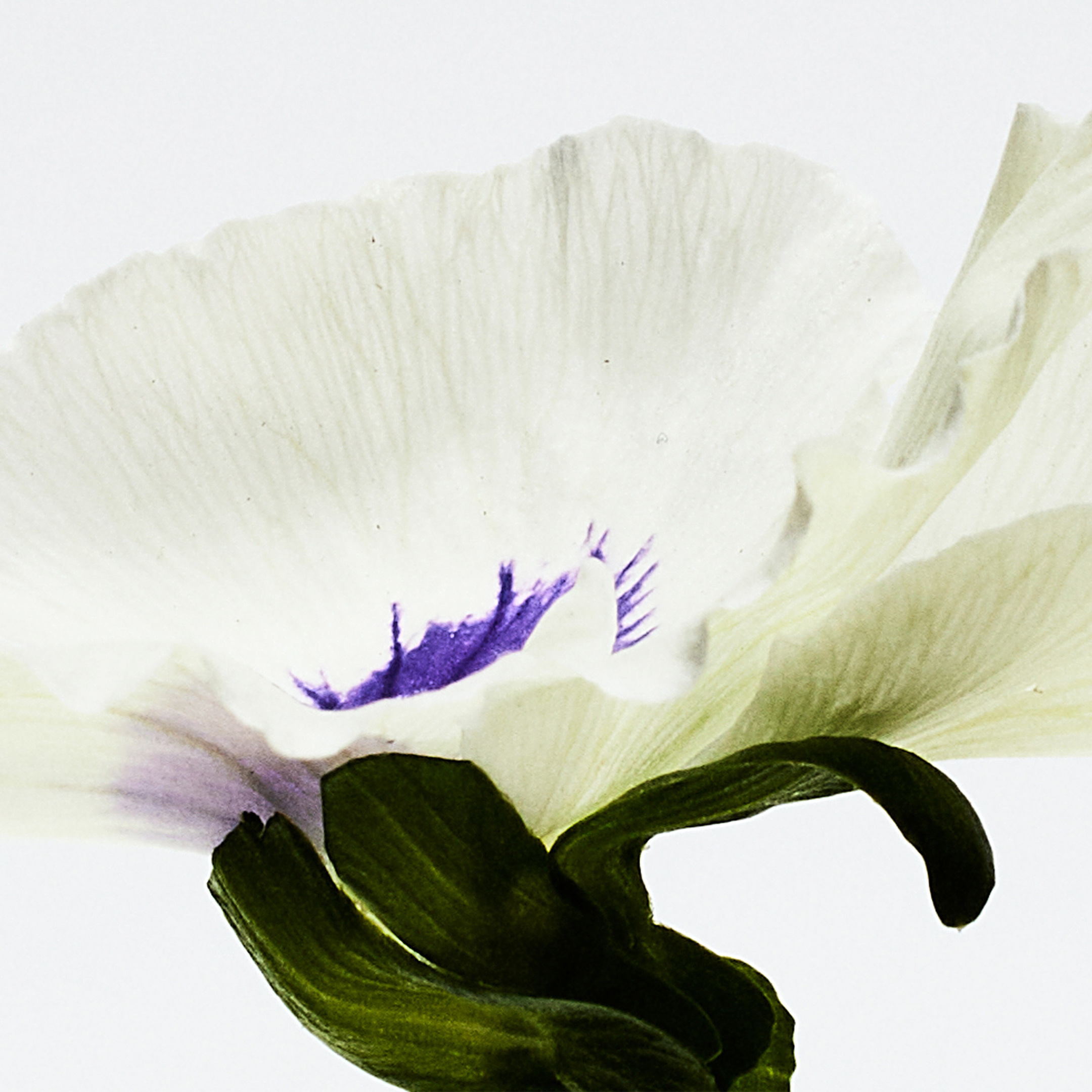 LOEWE AGUA DROP EAU DE PARFUM 2