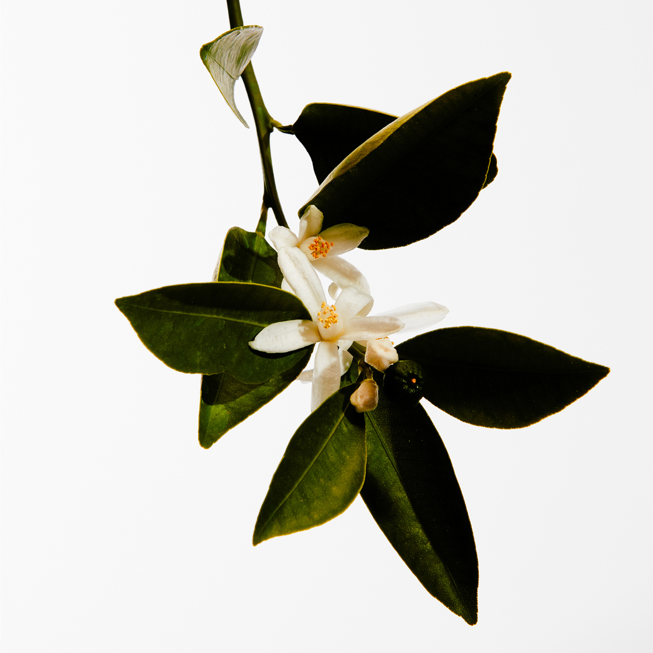 LOEWE UN PASEO POR MADRID MAYRIT EAU DE PARFUM 2