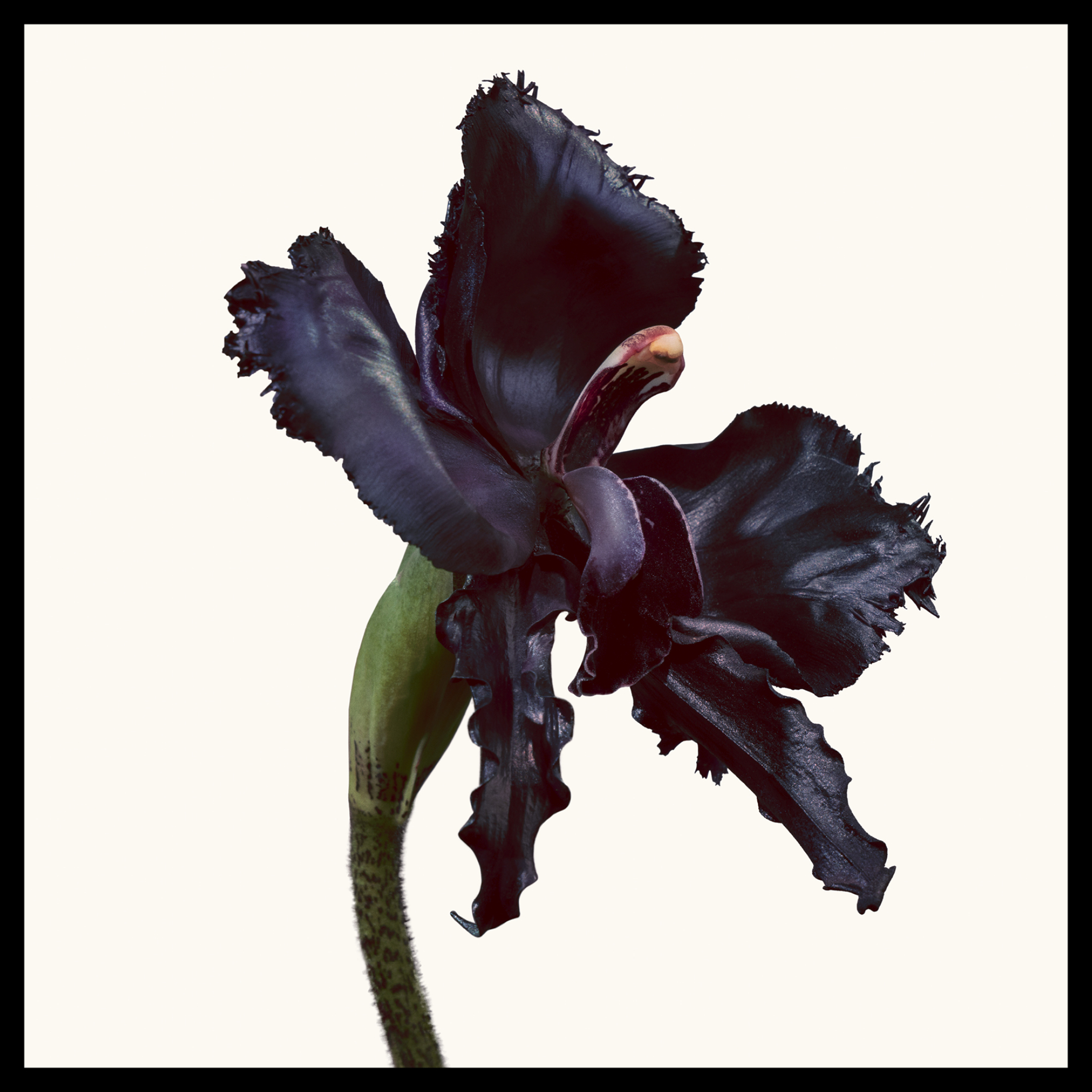 BLACK ORCHID RESERVE 1