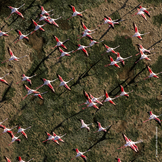 AQUA ALLEGORIA ROSA ROSSA  EAU DE TOILETTE  4