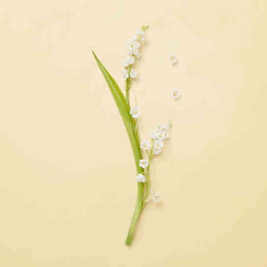 THE ALCHEMIST'S GARDEN TEARS FROM THE MOON EAU DE PARFUM 3