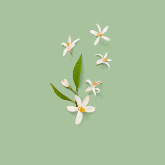 THE ALCHEMIST'S GARDEN 1921 EAU DE PARFUM 4