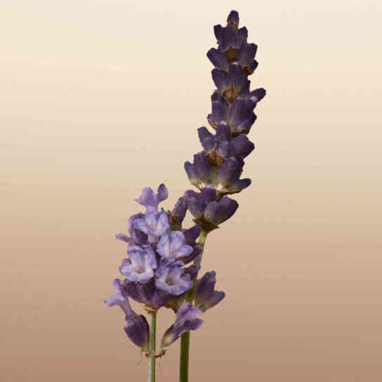 BURBERRY GODDESS EAU DE PARFUM 5