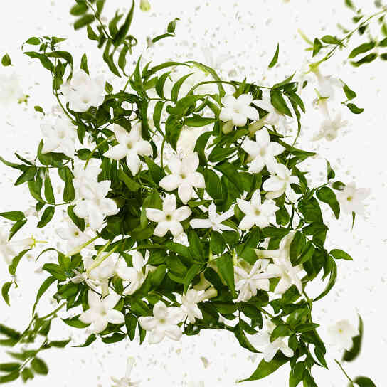 FLORA GORGEOUS JASMINE EAU DE PARFUM 4