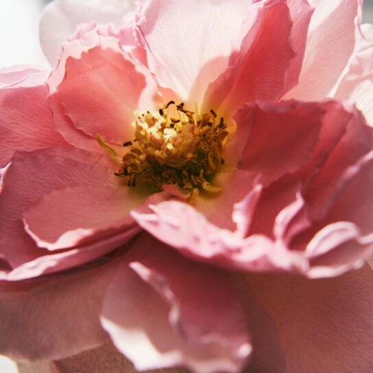 CHLOE SIGNATURE L'EAU DE PARFUM LUMINEUSE  3