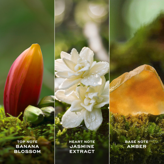 DAISY WILD EAU SO INTENSE EAU DE PARFUM 2