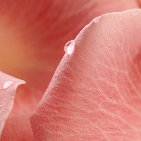 MUSC NURASANA EXTRAIT DE PARFUM 4